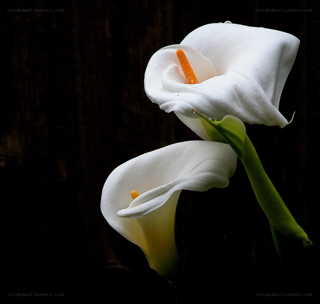 White calla lilies in dark setting