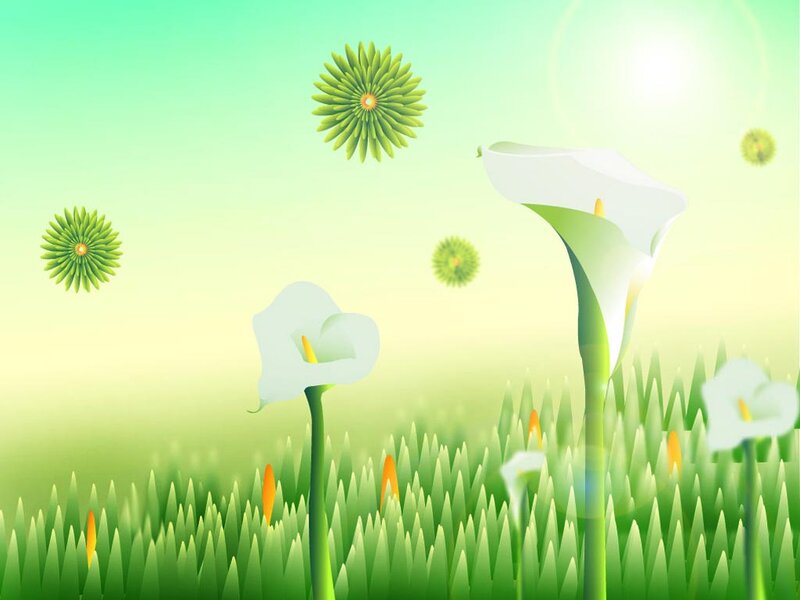 White Calla Lilies in Field