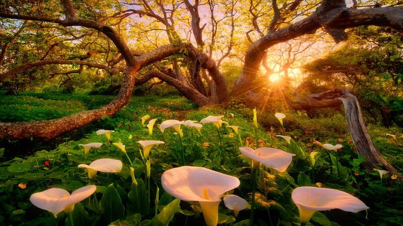 White Calla Lilies in Forest — Green, Serene, Sunset