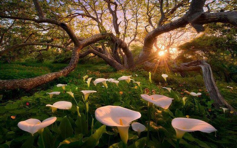 White Calla Lilies in Forest — Green, Serene