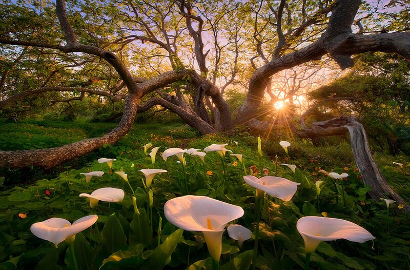 White Calla Lilies in Forest — Green