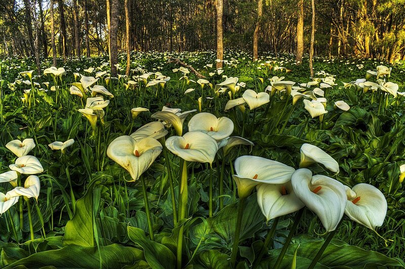 White Calla Lilies in Forest