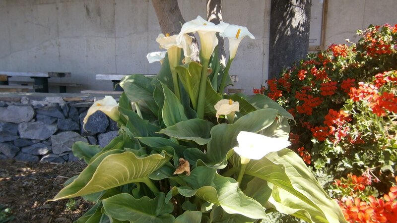 White calla lilies in garden