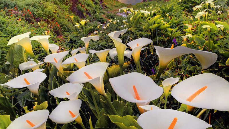 White Calla Lilies in Garden — Serene, Afternoon, Photograph