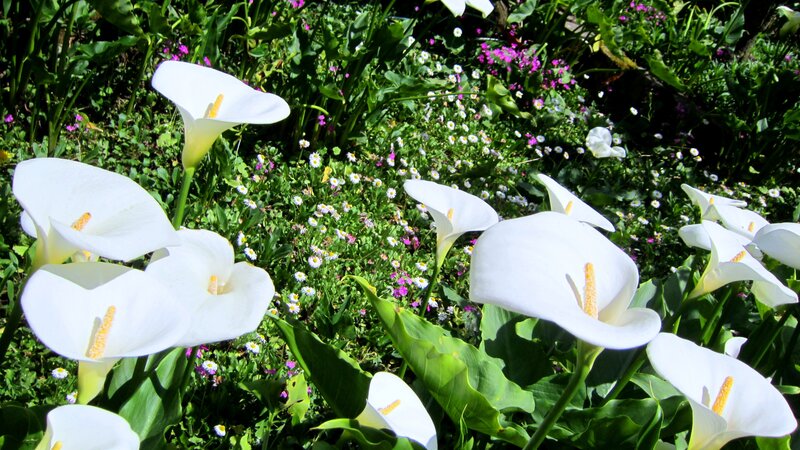 White Calla Lilies in Garden — Serene, Afternoon