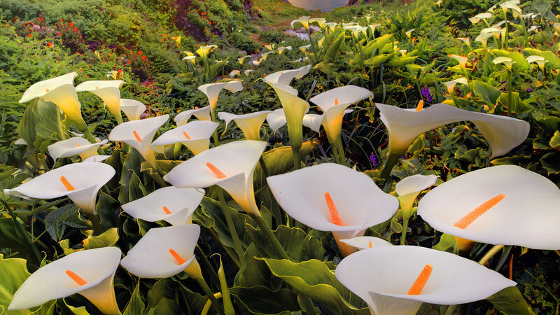 White Calla Lilies in Garden — Serene