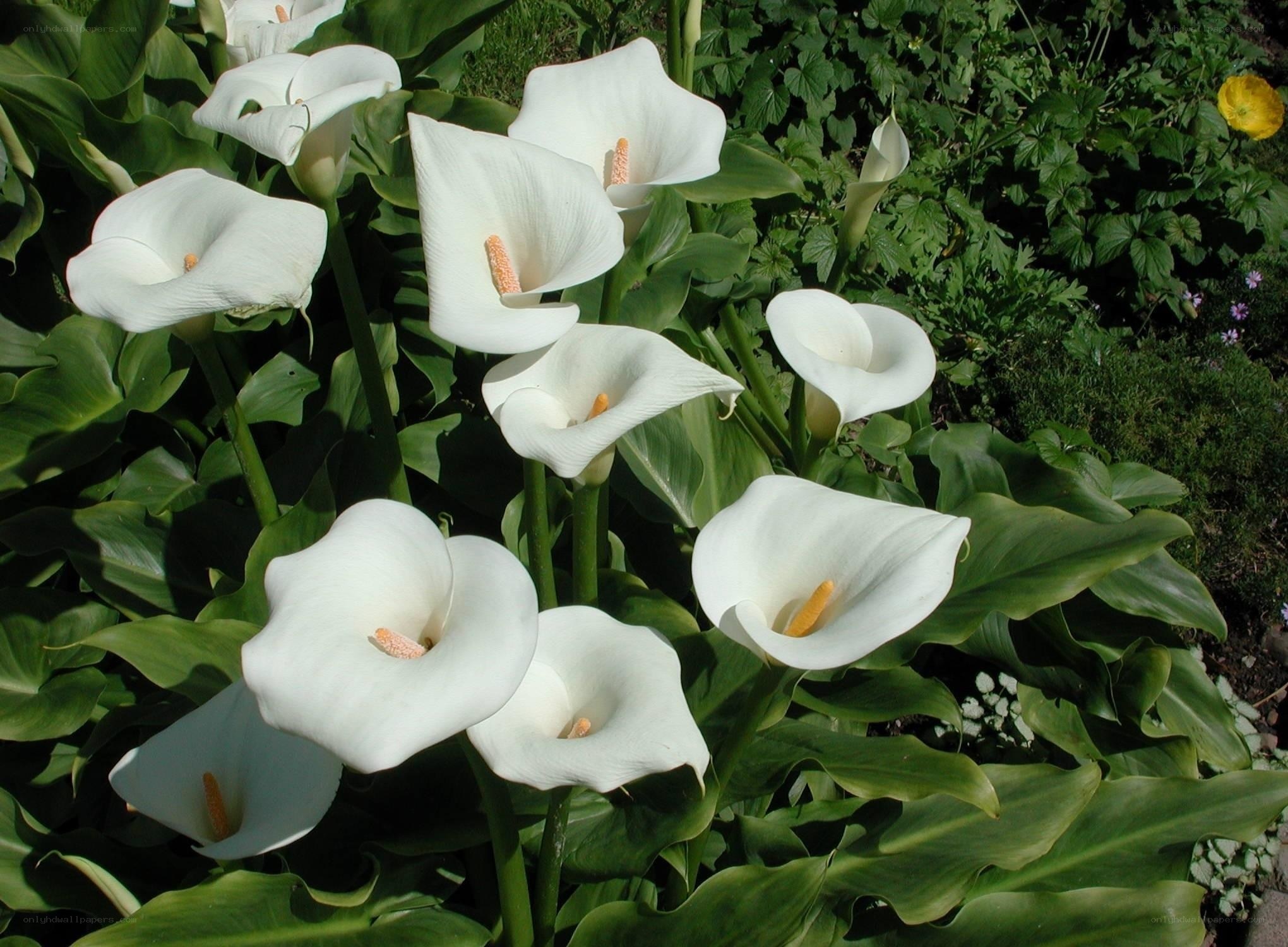 White calla lilies in garden