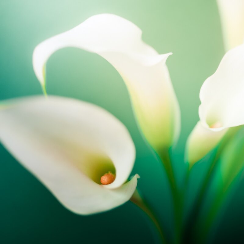 White calla lilies in soft focus