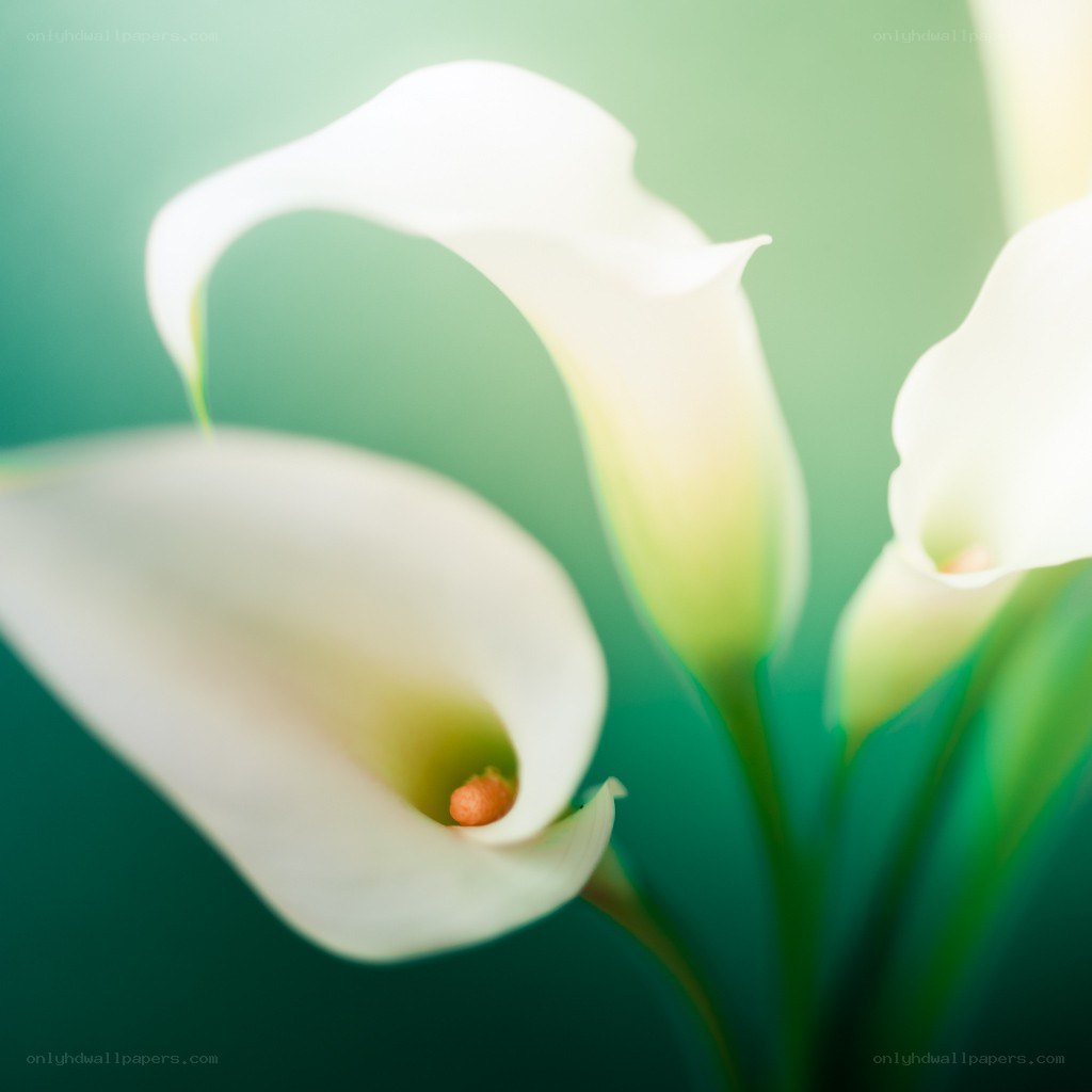White calla lilies in soft focus