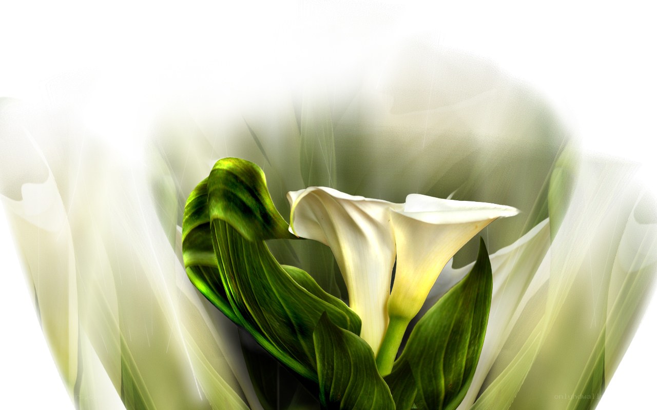 White calla lilies in soft light