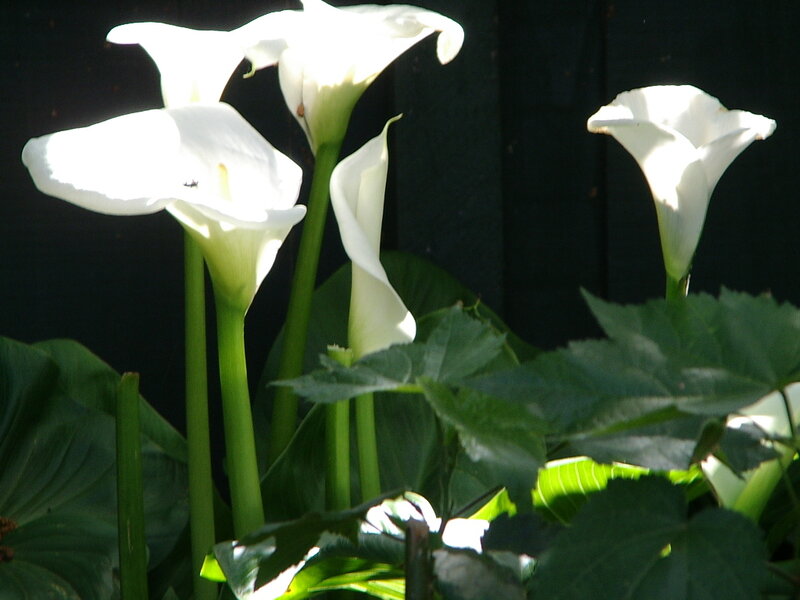 White calla lilies in sunlight