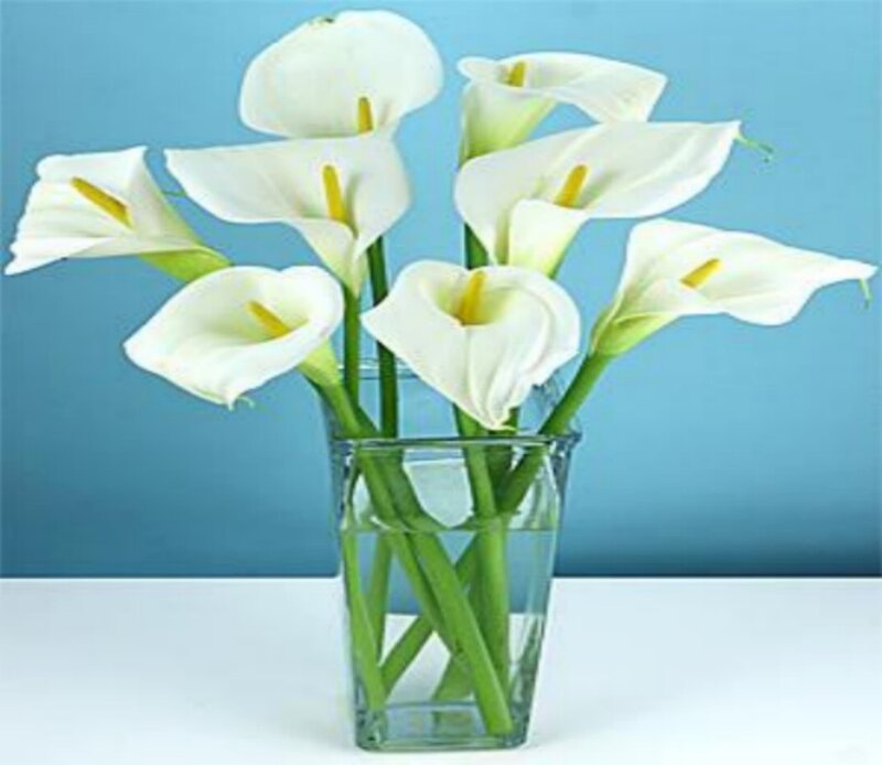 White Calla Lilies in Vase — Calm, Photograph