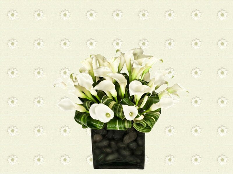 White Calla Lilies in Vase — Calm