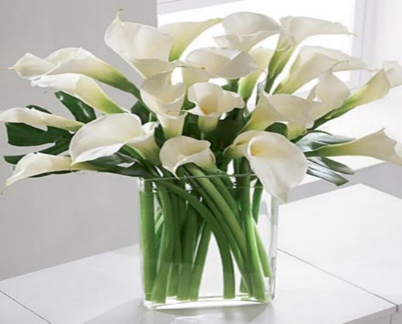 White Calla Lilies in Vase — Serene, Photograph, Flowers, Leaves