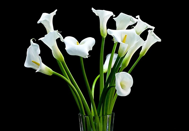 White Calla Lilies in Vase — Serene, Photograph, Flowers