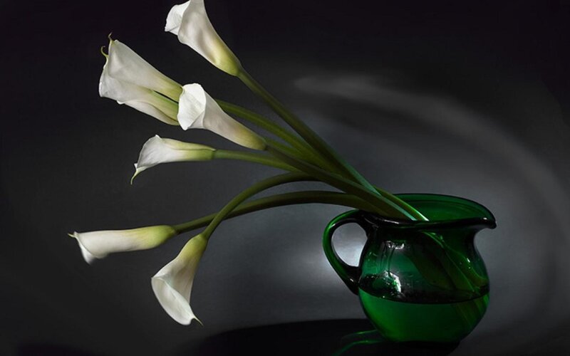 White Calla Lilies in Vase