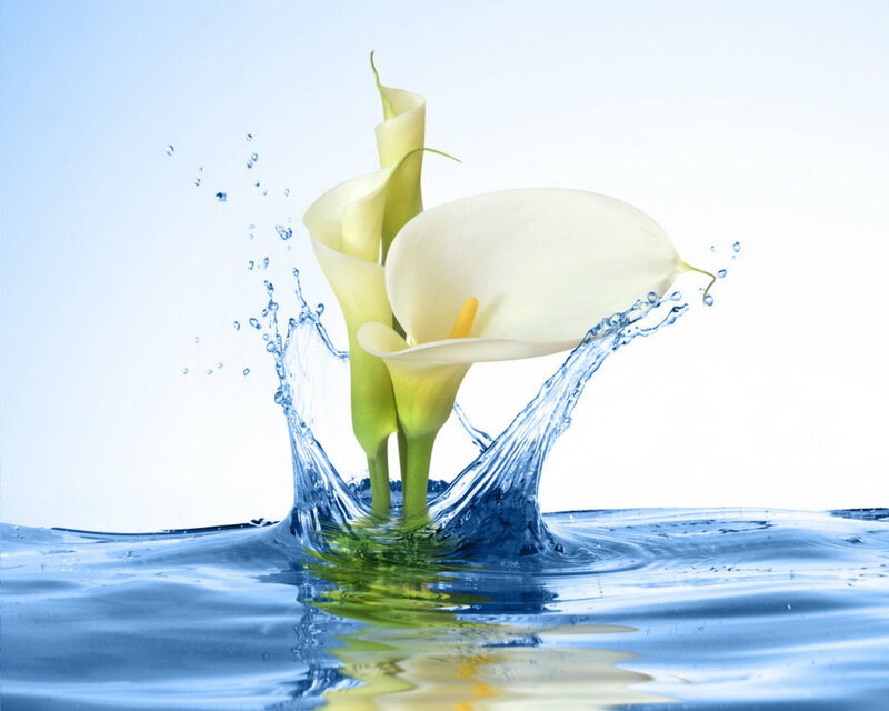 White Calla Lilies in Water