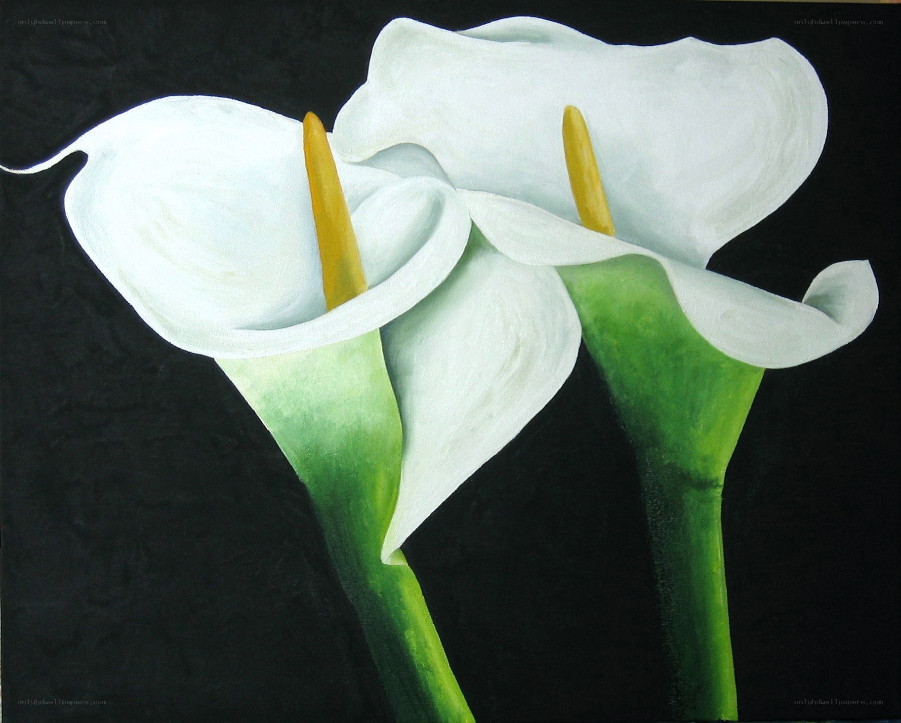 White calla lilies on black