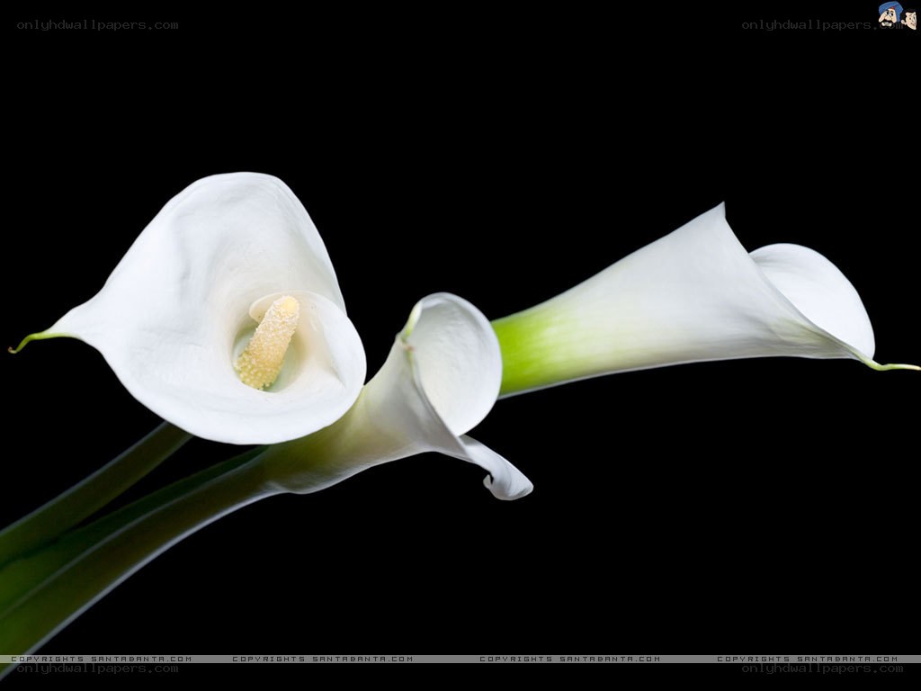 White calla lilies on black
