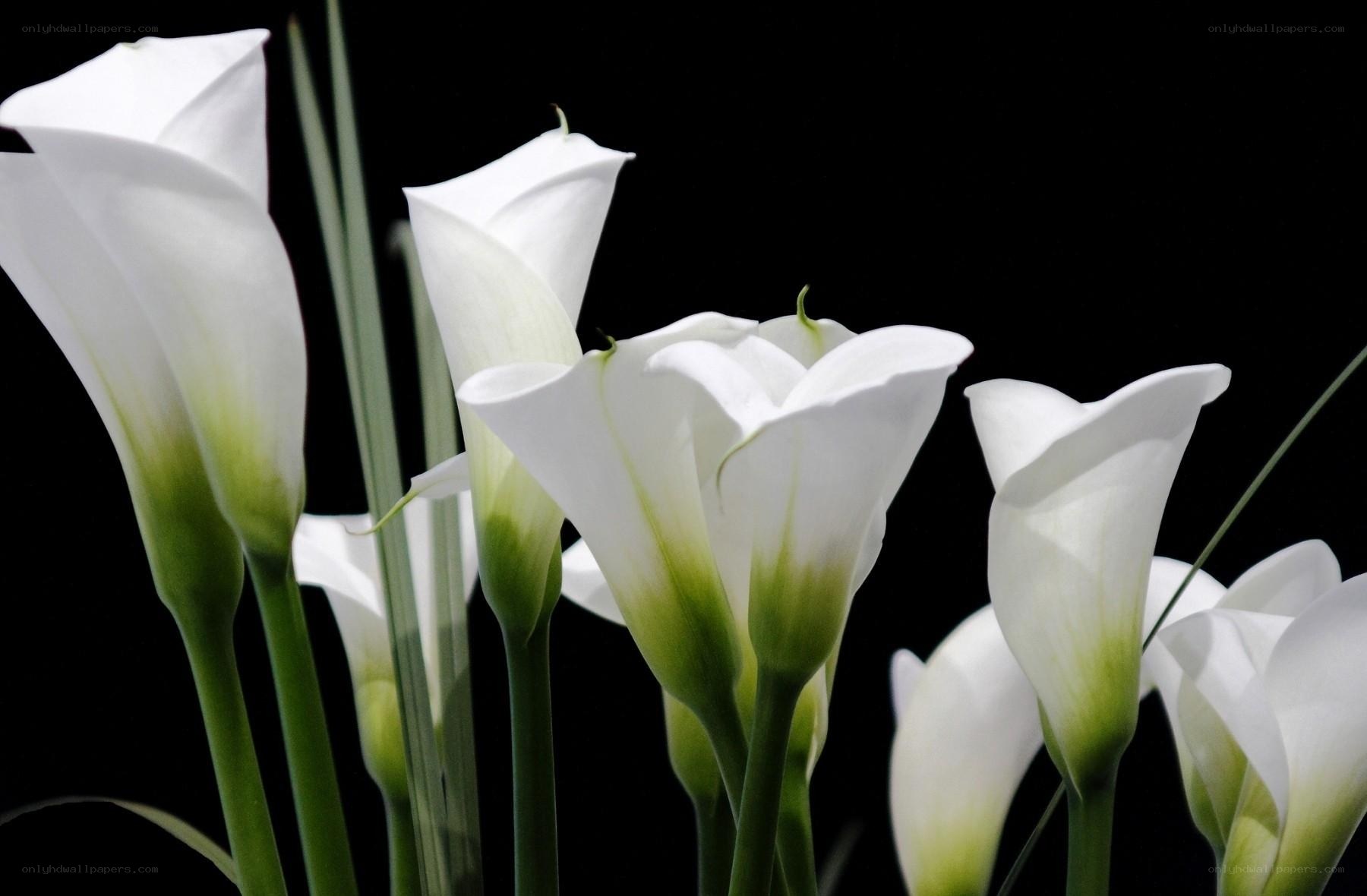 White calla lilies on black