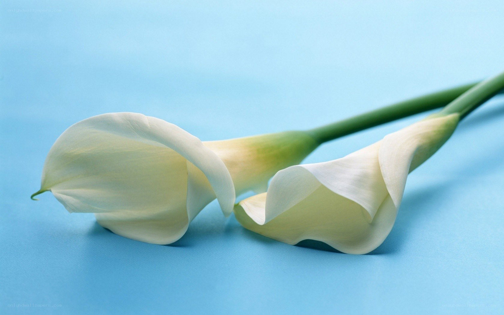 White calla lilies on blue