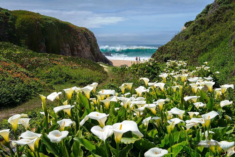 White Calla Lilies on Cliff — Green