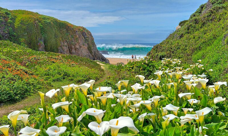 White Calla Lilies on Cliff