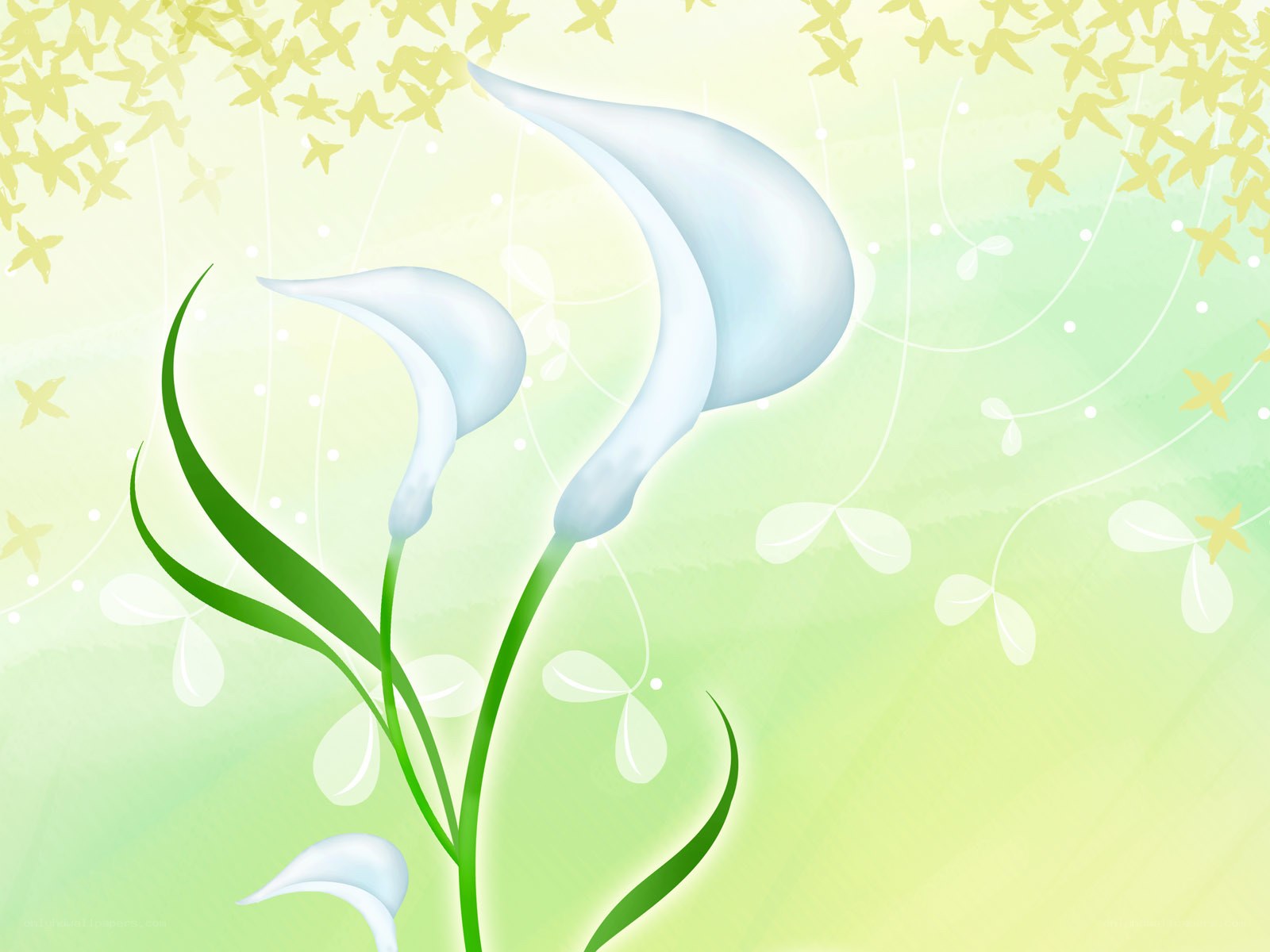 White calla lilies on green