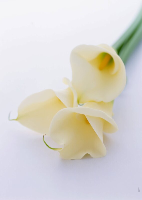 White calla lilies on white