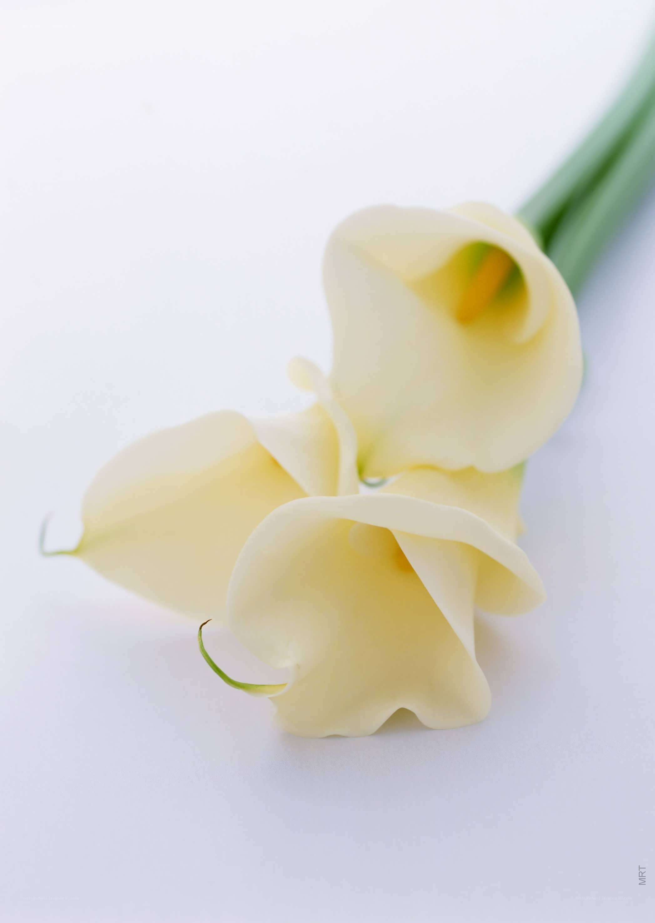 White calla lilies on white