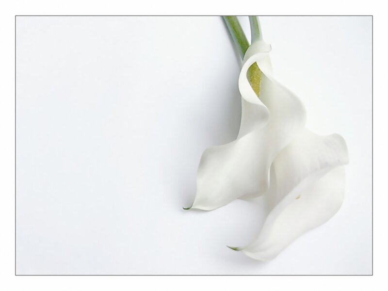 White calla lilies on white