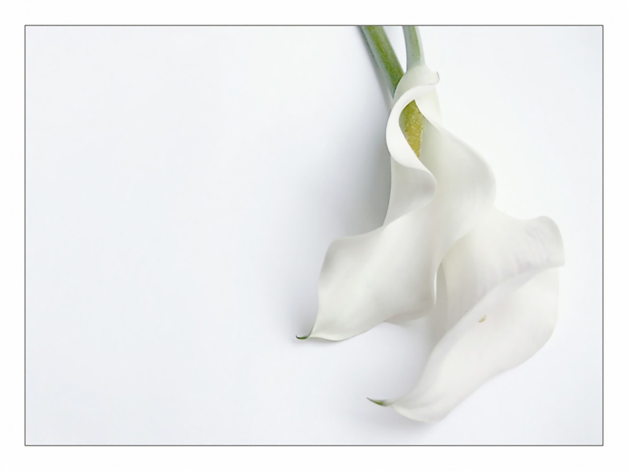 White calla lilies on white