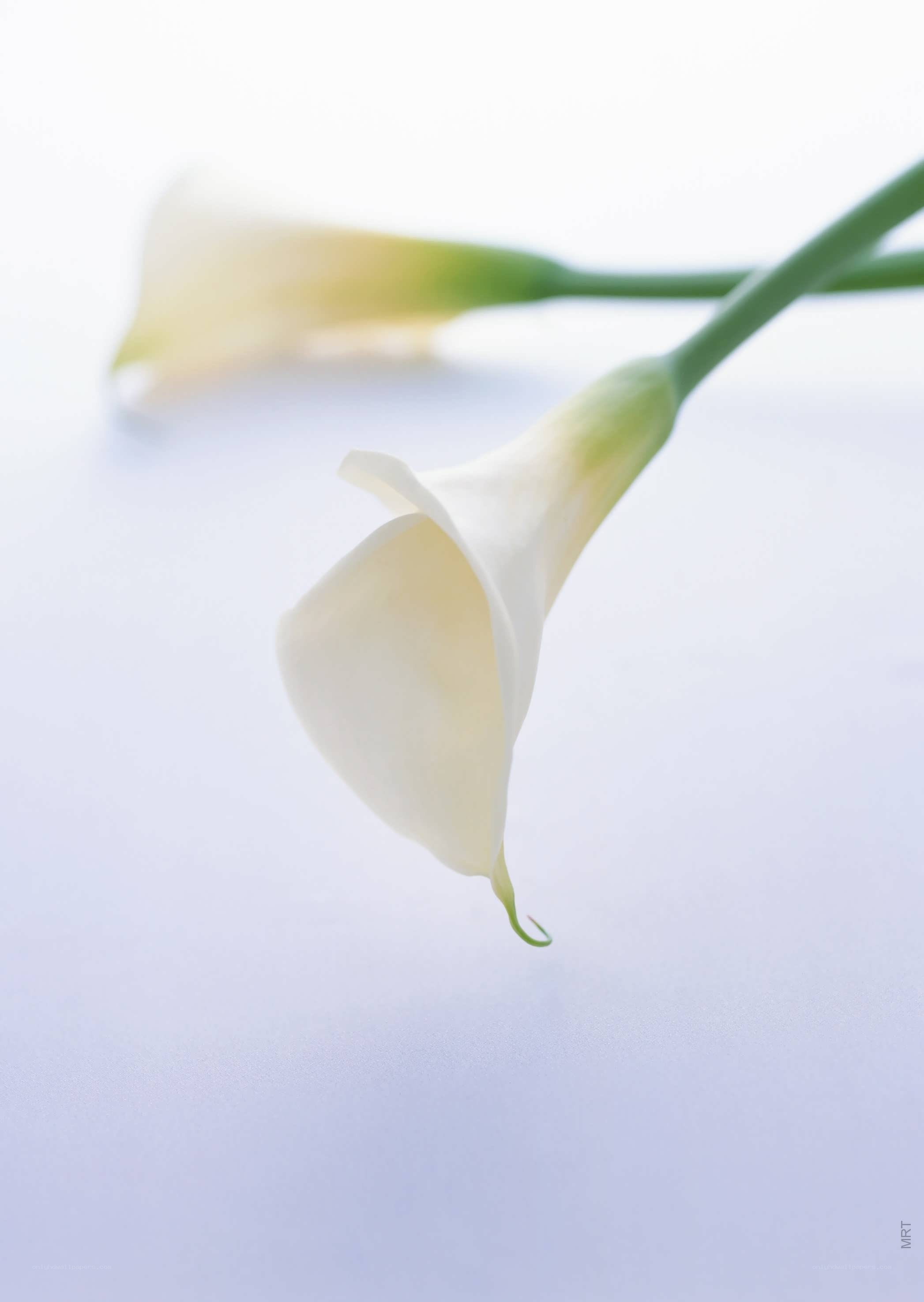 White calla lilies on white