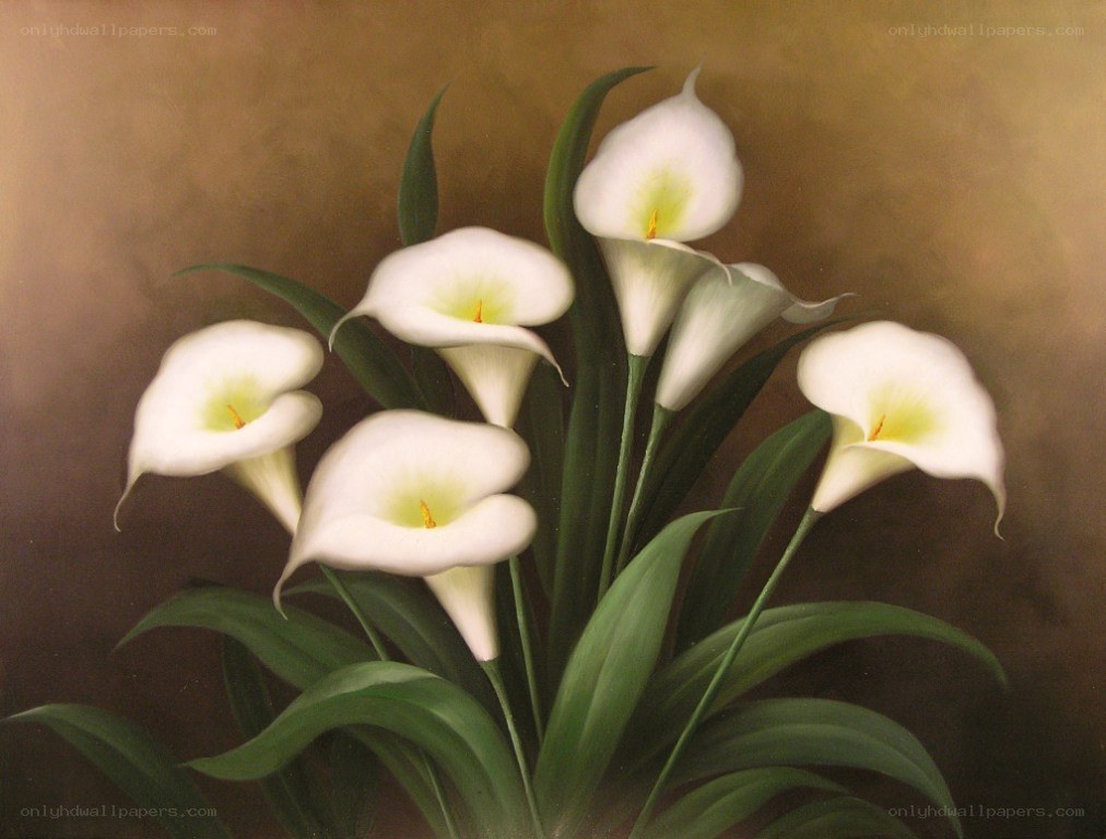 White calla lilies painting