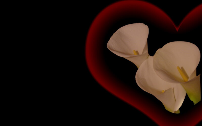 White Calla Lilies — Red