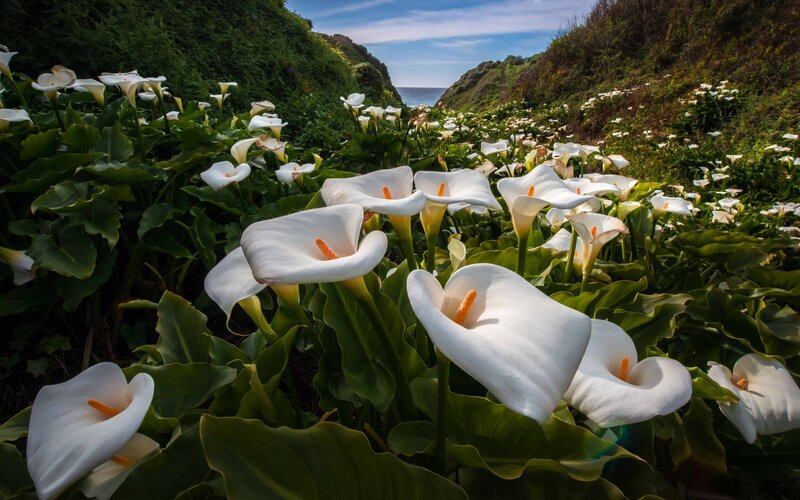 White Calla Lilies — Serene, Afternoon, Photograph, Flowers, Hills