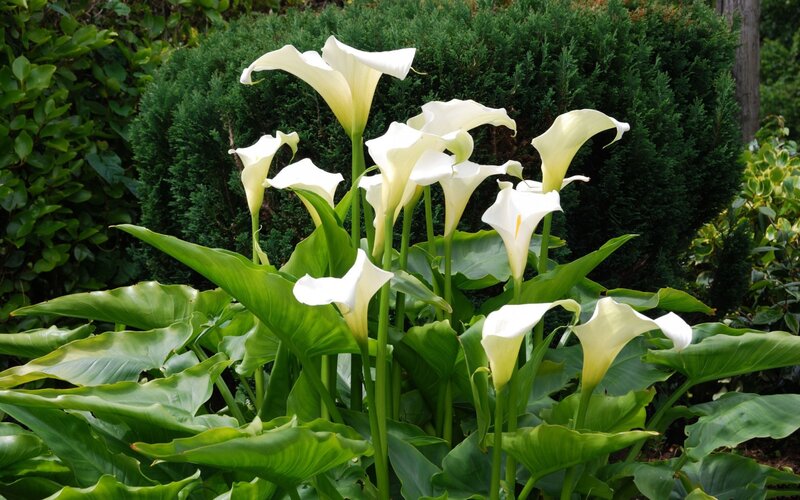 White Calla Lilies — Serene, Afternoon, Photograph, Green Leaves, Shrubbery