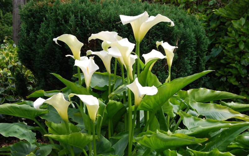 White Calla Lilies — Serene, Afternoon, Photograph, Green Leaves