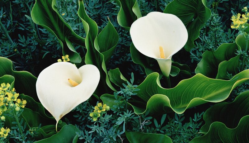 White Calla Lilies — Serene, Afternoon, Photograph