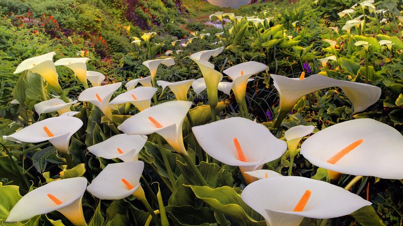 White Calla Lilies — Serene, Afternoon