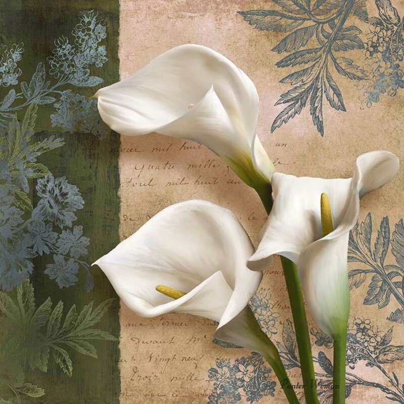 White Calla Lilies — Serene, Illustration