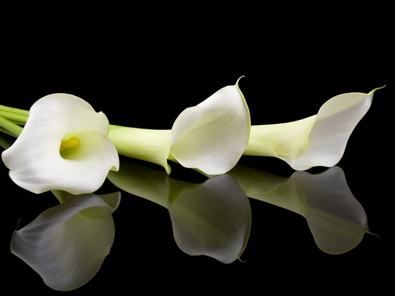 White Calla Lilies — Serene, Photograph, Flowers, Reflection, Black Background