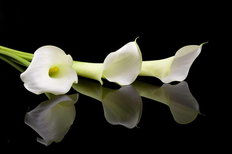 White Calla Lilies — Serene, Photograph, Flowers, Reflection