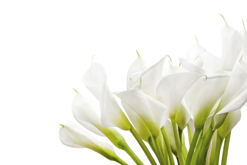 White Calla Lilies — Serene, Photograph, Flowers