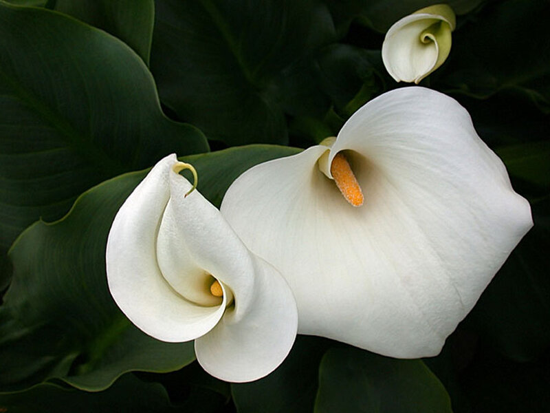 White Calla Lilies — Serene, Photograph, Leaves