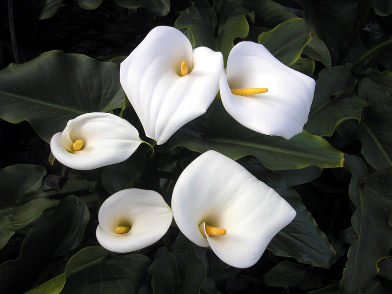White Calla Lilies — Serene, Photograph, Leaves, Yellow Spadix
