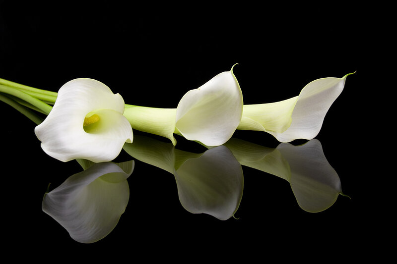 White Calla Lilies — Serene, Photograph