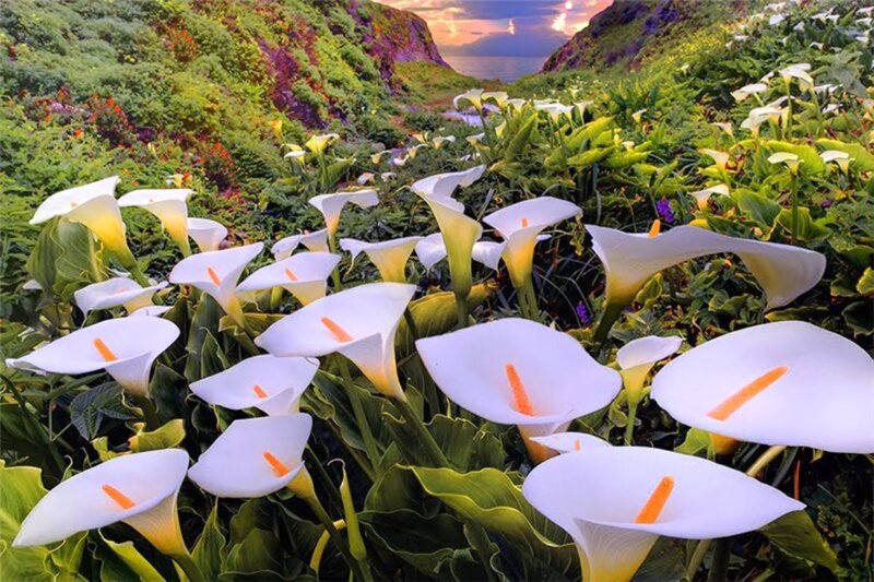 White Calla Lilies — Serene, Sunset, Photograph, Flowers, Hills