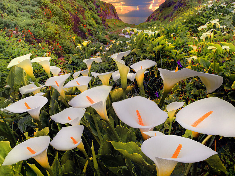 White Calla Lilies — Serene, Sunset, Photograph, Flowers