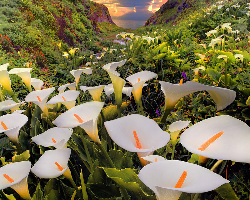 White Calla Lilies — Serene, Sunset, Photograph